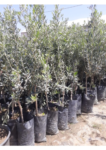 Gemlik Zeytini 1 Adet 70-110CM