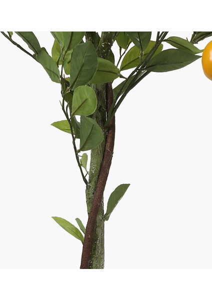 Saksılı Limon Ağacı 125CM