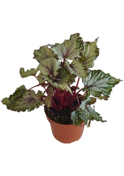 Begonia Rex Asian ( Rex Begonya )