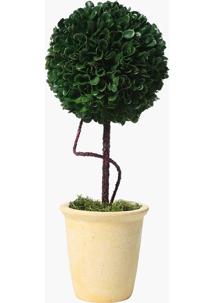 Saksılı Boxwood Yuvarlak 15X15X36CM