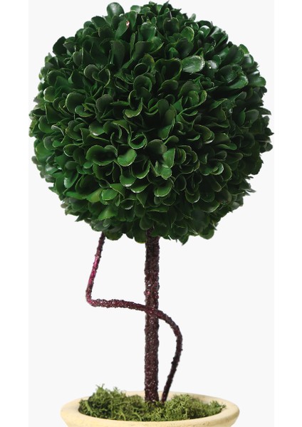 Saksılı Boxwood Yuvarlak 15X15X36CM fiyatları