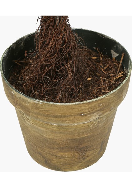 Saksılı Boxwood Ağaç Uzun 19X19X89CM fiyatları