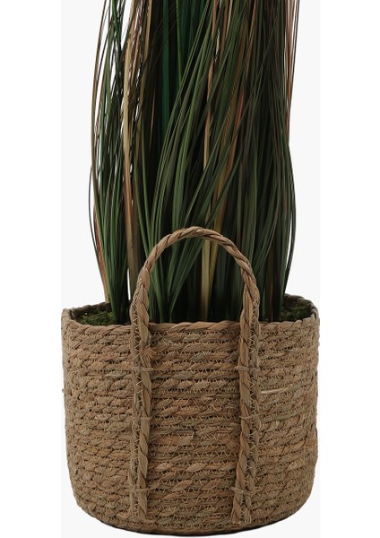 Saksılı Pampas Otu Bitkisi 35X35X115CM