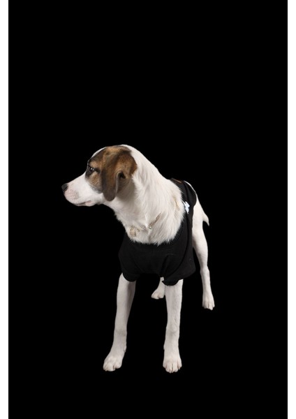 Siyah Ince Yazlık Hı Ayıcıklı Kollu Tişört Kedi Köpek Kıyafeti fırsatları