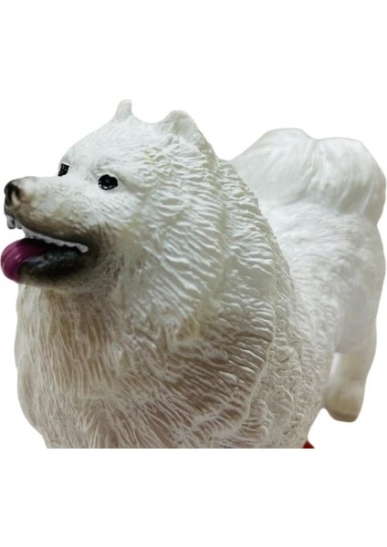 Köpekler - Samoyed Cinsi Köpek fırsatları