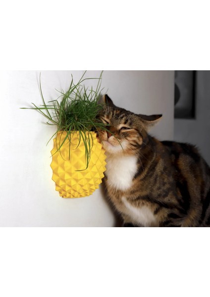 Ananas Şekilli Kedi Kaşıma Aparatı (Kedi Çimi Eklenebilir – Duvara Montaj – Dekoratif Tasarım)