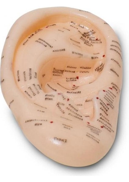 Kulak Maketi Akupunktur Noktası