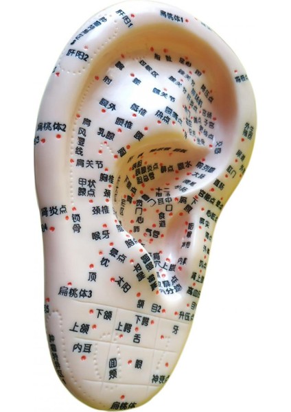 Kulak Maketi Akupunktur Noktası modelleri