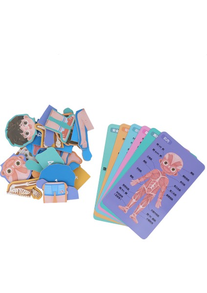 Çocuklar Ahşap Insan Vücudu Organ Yapısı Biliş Bulmacası Oyuncak Eğitici Oyuncaklar (Mg Çocuk Vücut Yapısı Bulmacası) (Yurt Dışından)