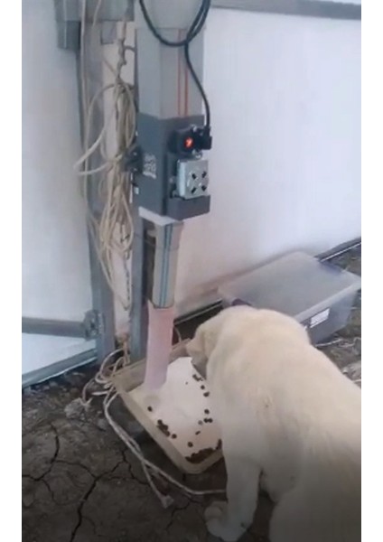 Otomatik Köpek Mama Makinesi