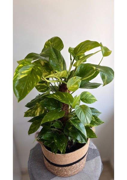 Yosun Gövdeli Patos Salon Sarmaşığı-Golden Pothos- Dolgun Formlu- XL+Euphorbia HEDİYELİ indirimleri
