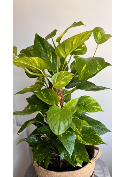 Yosun Gövdeli Patos Salon Sarmaşığı-Golden Pothos- Dolgun Formlu- XL+Euphorbia HEDİYELİ