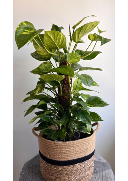 Yosun Gövdeli Patos Salon Sarmaşığı-Golden Pothos- Dolgun Formlu- XL+Euphorbia HEDİYELİ modelleri