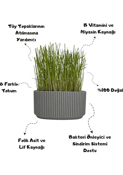 Premium 6'li Kedi Çimi Tohumu -250GR (Buğday - Çavdar - Arpa - Yulaf - Yonca - Iza Buğdayı)