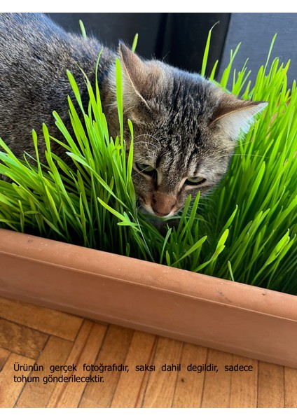 Premium 6'li Kedi Çimi Tohumu -250GR (Buğday - Çavdar - Arpa - Yulaf - Yonca - Iza Buğdayı)
