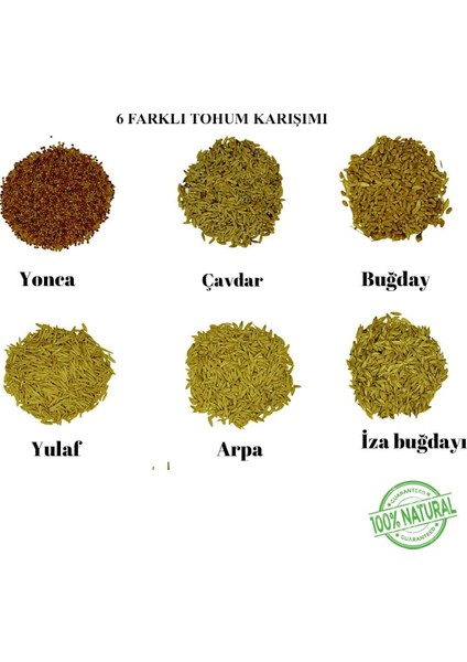 Premium 6'li Kedi Çimi Tohumu -100 gr (Buğday - Çavdar - Arpa - Yulaf - Yonca - Iza Buğdayı)