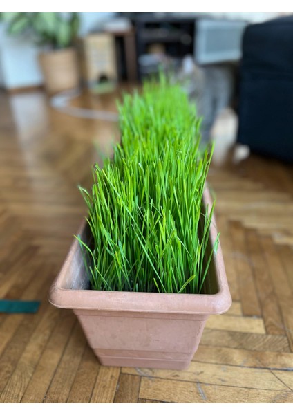 Premium 6'li Kedi Çimi Tohumu -100 gr (Buğday - Çavdar - Arpa - Yulaf - Yonca - Iza Buğdayı)