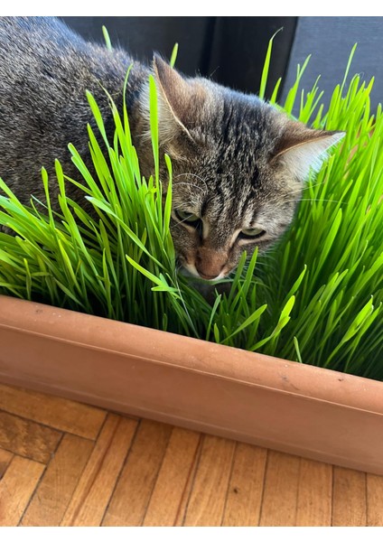 Premium 6'li Kedi Çimi Tohumu -100 gr (Buğday - Çavdar - Arpa - Yulaf - Yonca - Iza Buğdayı)