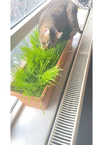 Premium 6'li Kedi Çimi Tohumu -100 gr (Buğday - Çavdar - Arpa - Yulaf - Yonca - Iza Buğdayı)