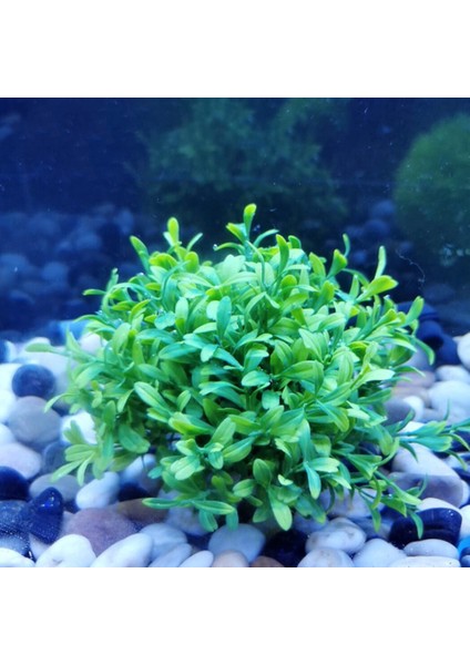 Plastik Akvaryum Yapay Canlı Simülasyon Su Tesisi Balık Tankı Peyzaj Dekorasyon (Yurt Dışından) indirimleri