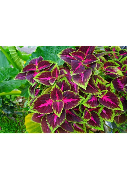 5'li Farklı Çeşit Yaprak Güzeli Seti (Common Coleus) - Renkli Yapraklı Iç ve Dış Mekan Bitkisi 5 Adet