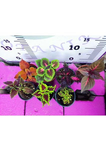 5'li Farklı Çeşit Yaprak Güzeli Seti (Common Coleus) - Renkli Yapraklı Iç ve Dış Mekan Bitkisi 5 Adet