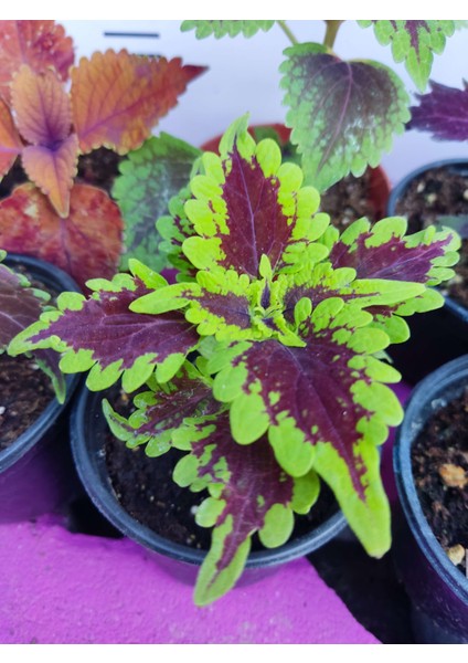 5'li Farklı Çeşit Yaprak Güzeli Seti (Common Coleus) - Renkli Yapraklı Iç ve Dış Mekan Bitkisi 5 Adet