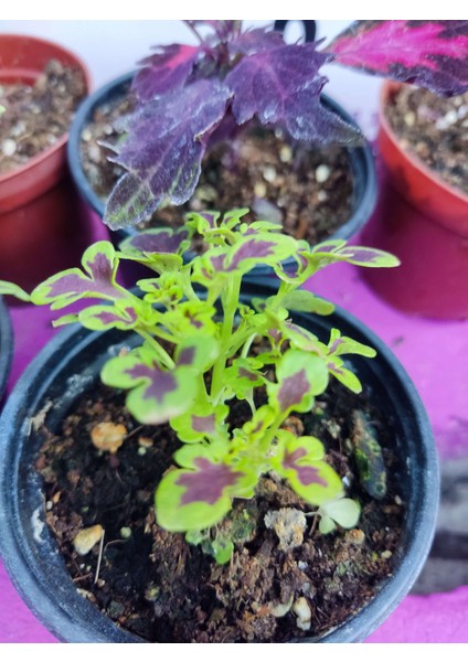5'li Farklı Çeşit Yaprak Güzeli Seti (Common Coleus) - Renkli Yapraklı Iç ve Dış Mekan Bitkisi 5 Adet