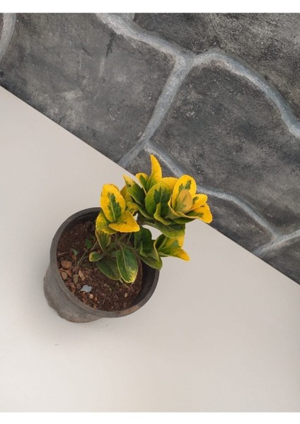 Taflan Sarı Alacalı Saksıda Yaz Kış Yaprak Dökmez 20-30 cm