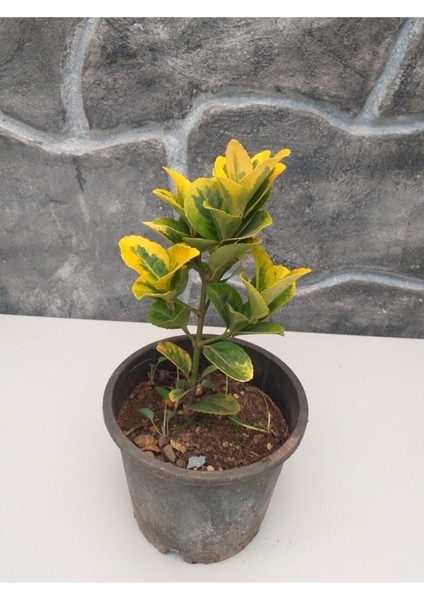 Taflan Sarı Alacalı Saksıda Yaz Kış Yaprak Dökmez 20-30 cm