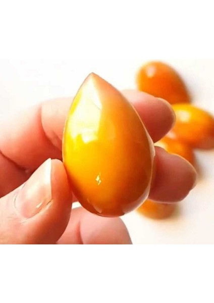 Polikaron Çikolata Kalıbı Assorted Shell No: 491 modelleri