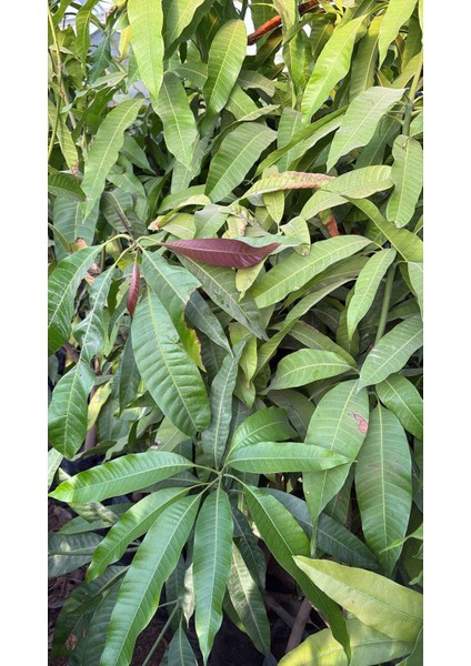 Yabani Mango Fidan 3 & 4 Yaşında Meyve Verir