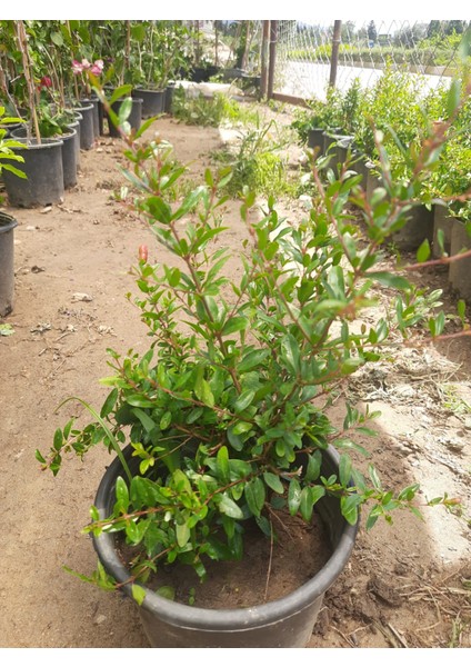 Bodur Süs Narı 30-40CM 1 Adet