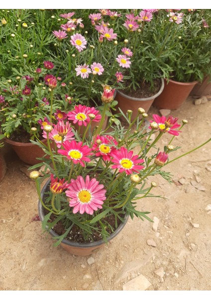 Çeşme Papatyası Fuşya 1 Adet 15-20CM