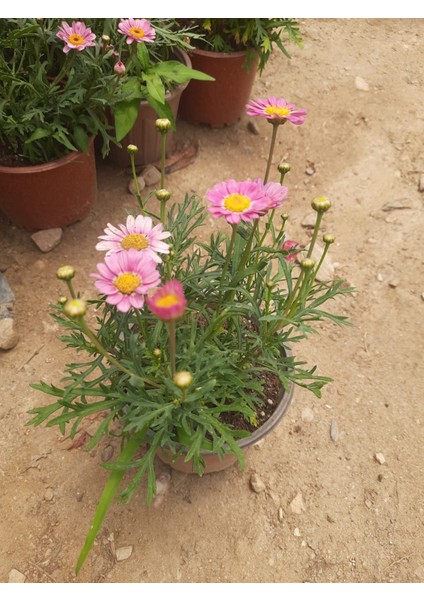 Çeşme Papatyası Uçuk Pembe 15-20CM 1 Adet