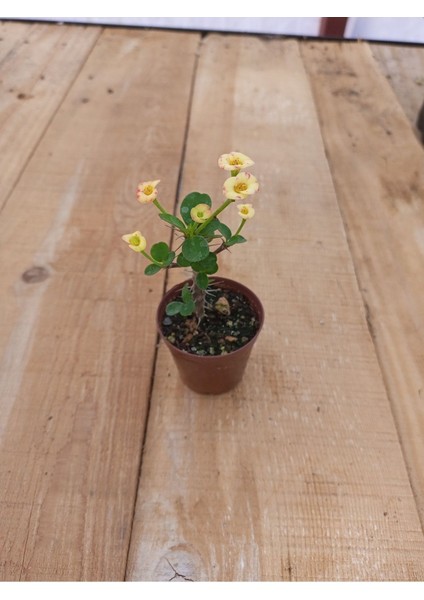 Sarı Dikenler Tacı Çiçeği Fidanı 10-20 cm 1 Adet
