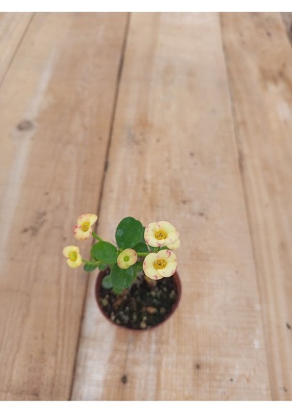 Sarı Dikenler Tacı Çiçeği Fidanı 10-20 cm 1 Adet