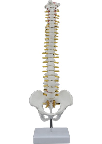 45CM Insan Omurgası ve Pelvik Insan Anatomisi Omurga Modeli (Yurt Dışından)