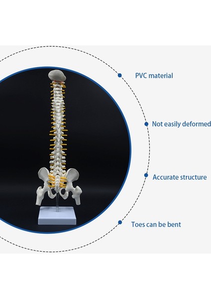 45CM Insan Omurgası ve Pelvik Insan Anatomisi Omurga Modeli (Yurt Dışından)