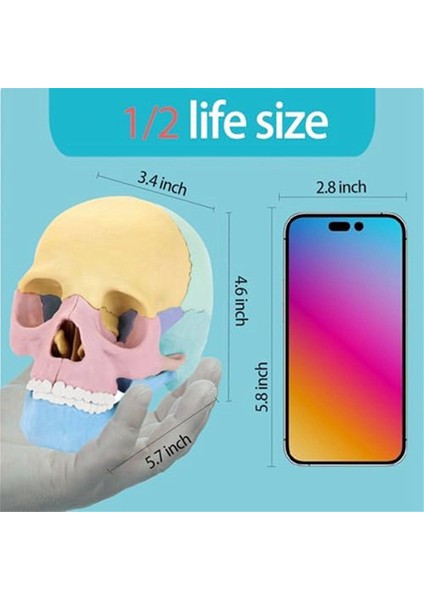 Anatomi Kafatası Modeli, Insan Anatomisi Kafatası Bulmacası, Insan Organ Modeli (Yurt Dışından)