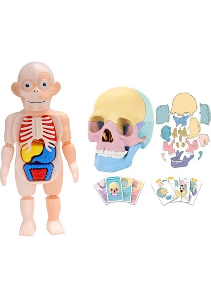 Anatomi Kafatası Modeli, Insan Anatomisi Kafatası Bulmacası, Insan Organ Modeli (Yurt Dışından)