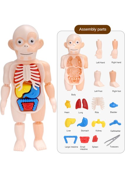 Anatomi Kafatası Modeli, Insan Anatomisi Kafatası Bulmacası, Insan Organ Modeli (Yurt Dışından)