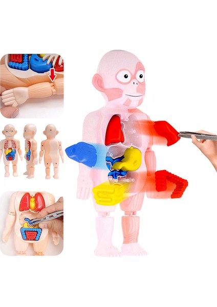 Anatomi Kafatası Modeli, Insan Anatomisi Kafatası Bulmacası, Insan Organ Modeli (Yurt Dışından)
