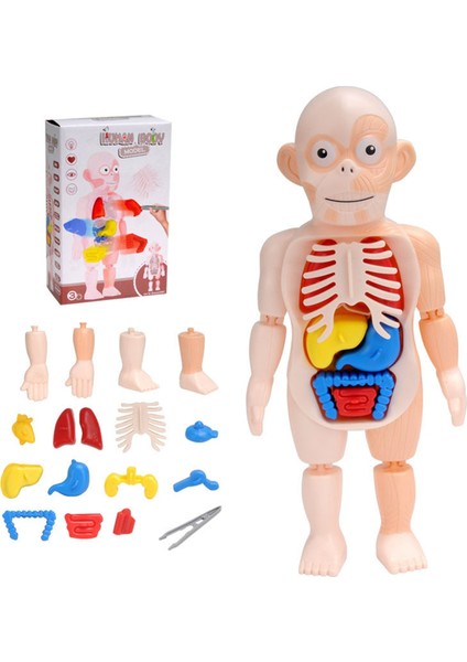 Anatomi Kafatası Modeli, Insan Anatomisi Kafatası Bulmacası, Insan Organ Modeli (Yurt Dışından)