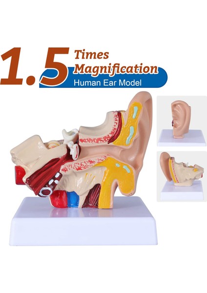 1,5 Kez Insan Kulak Anatomisi Modeli Organ Yapısı Gösterimi (Yurt Dışından)