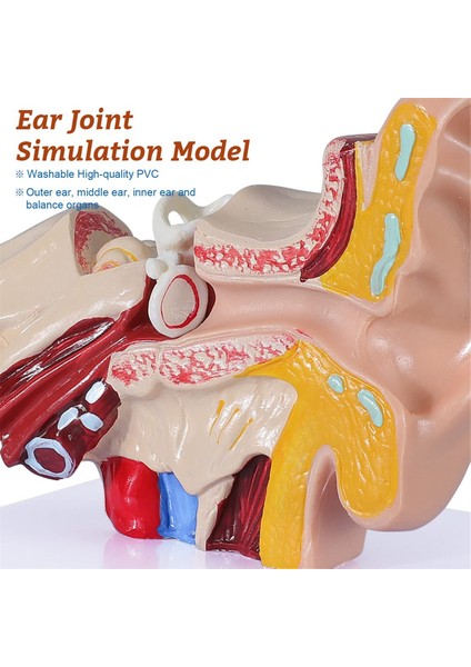 1,5 Kez Insan Kulak Anatomisi Modeli Organ Yapısı Gösterimi (Yurt Dışından)
