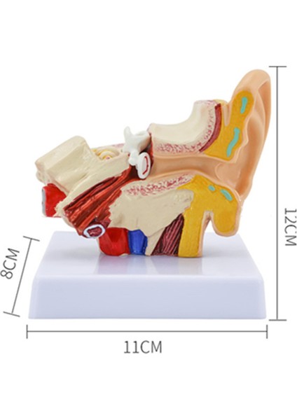 1,5 Kez Insan Kulak Anatomisi Modeli Organ Yapısı Gösterimi (Yurt Dışından)