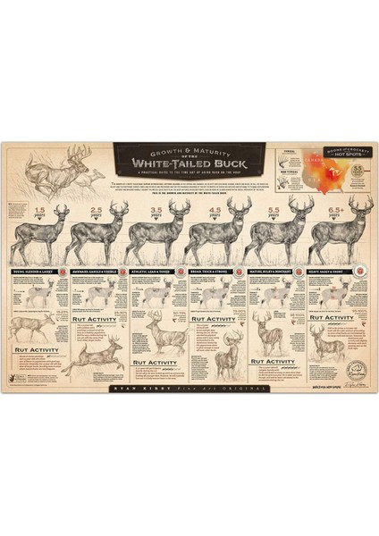 "beyaz Kuyruklu Geyiğin Büyümesi ve Olgunlaşması" Kağıt Baskıları A (Yurt Dışından)