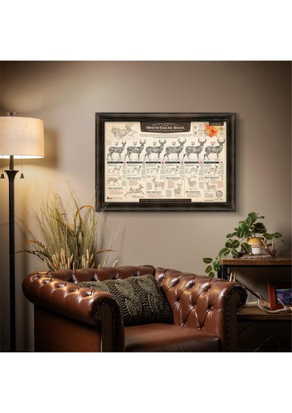 "beyaz Kuyruklu Geyiğin Büyümesi ve Olgunlaşması" Kağıt Baskıları A (Yurt Dışından) indirimleri