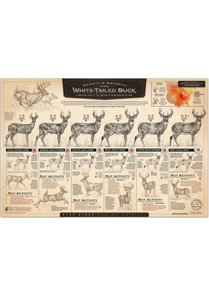 "beyaz Kuyruklu Geyiğin Büyümesi ve Olgunlaşması" Kağıt Baskı C (Yurt Dışından)